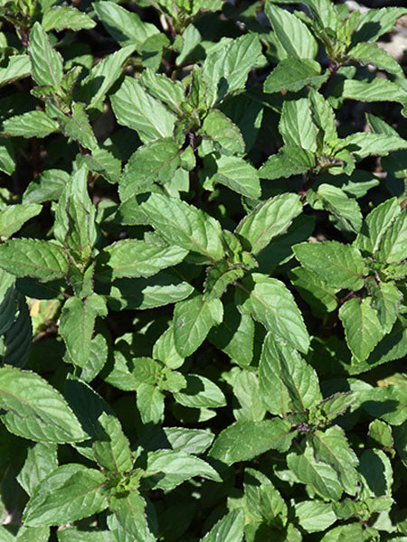 Herb - Mint Peppermint