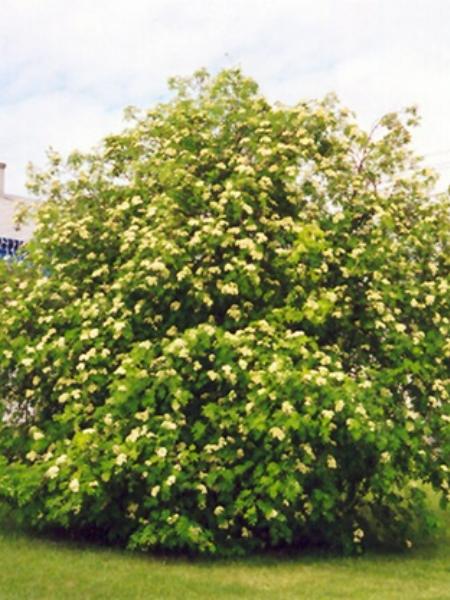 Mountain Ash Showy - 10 Gallon