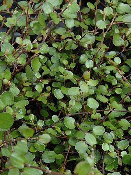 Muehlenbeckia - Complexa  Wire Vine