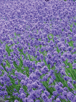 Herb - Lavender Munstead
