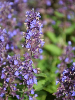 Nepeta Catmint Whispurr Blue