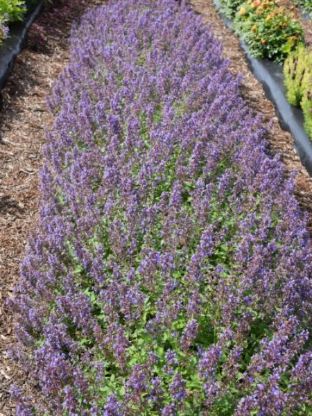 Nepeta Catmint Whispurr Blue