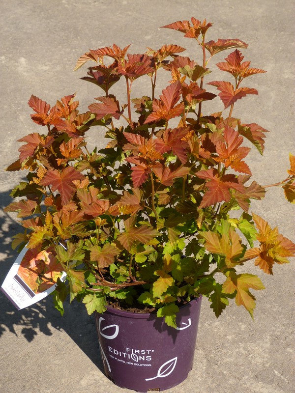 Ninebark - Amber Jubilee - 2 Gallon