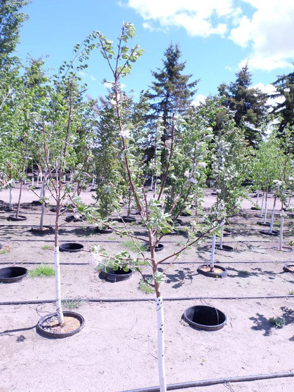 Apple - Norland - 5 Gallon