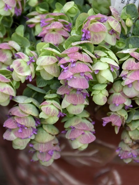 Ornamental Oregano - Kirigami