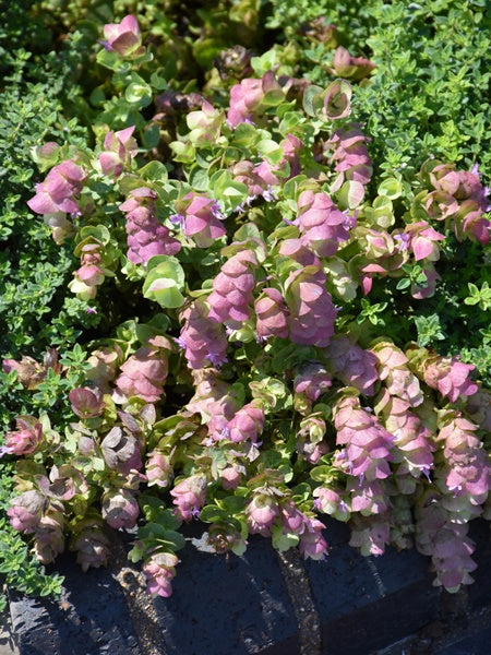 Ornamental Oregano - Kirigami