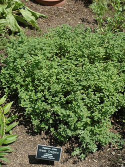 Herb - Oregano, Greek