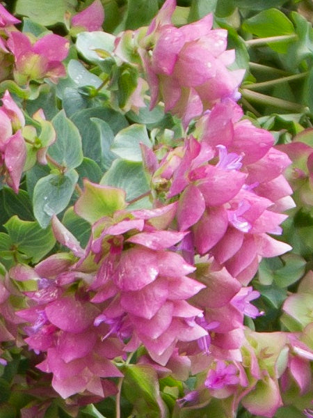 Ornamental Oregano - Kirigami