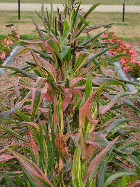 Ornamental Corn - Pink Zebra