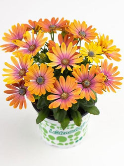 African Daisy - Gelato Passion