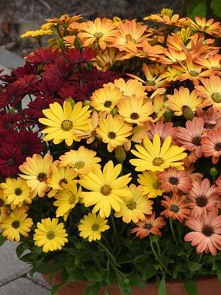 African Daisy - Akila® Mix Sunset Shades