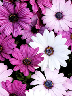 African Daisy - Akila® Mix