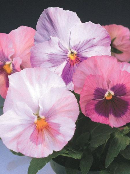 Pansy - Delta Pink Shades
