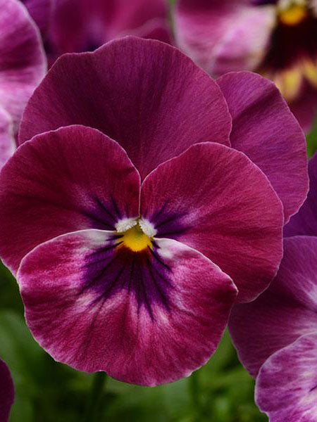 Pansy - Cool Wave® Raspberry Spreading