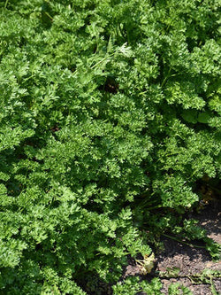 Herb - Parsley Triple Moss Curled