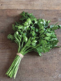 Herb - Parsley Giant of Italy