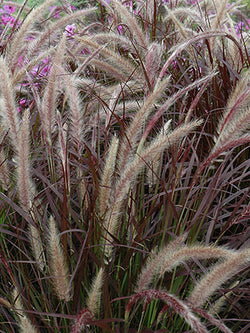 Annual Grass - Rubrum - Purple Fountain