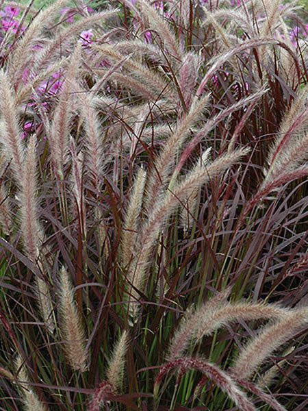 Annual Grass - Rubrum Purple Fountain - 1 Gallon