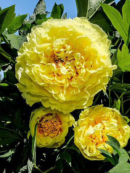 Peony - Yellow Crown