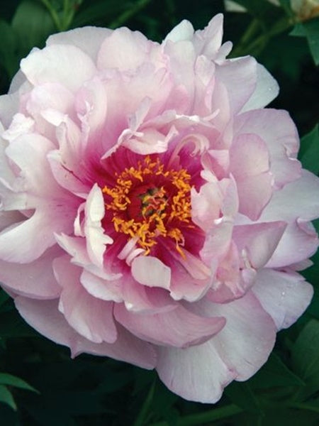 Paeonia - Peony Itoh First Arrival - 2 Gallon