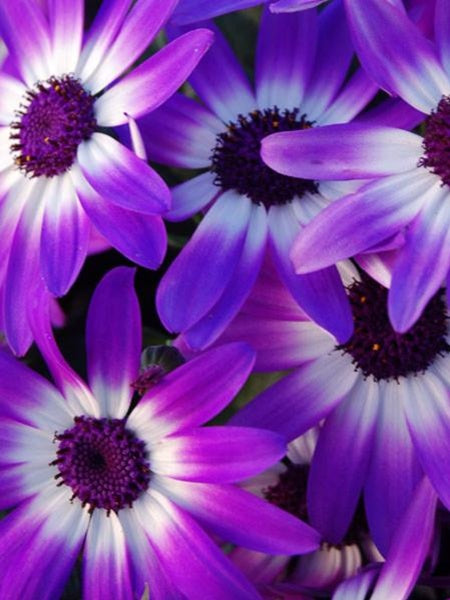 Pericallis Senetti Violet Bicolor
