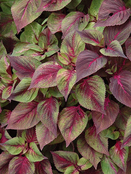 Perilla - Tricolor