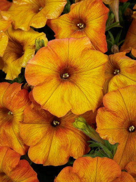 Petchoa - SuperCal® Premium Sunset Orange