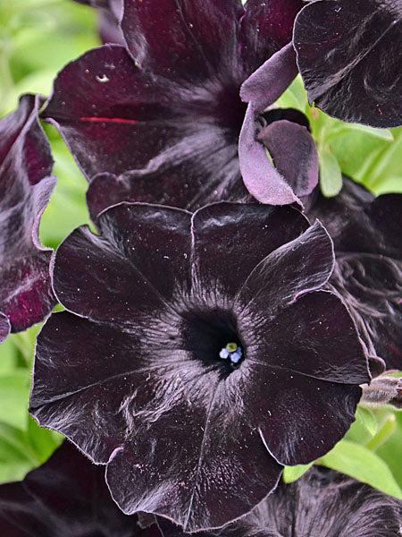 Petunia - Vegetative Crazytunia® Black Mamba