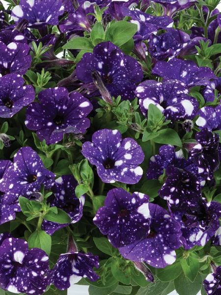 Petunia - Splash Dance™ Bolero Blue