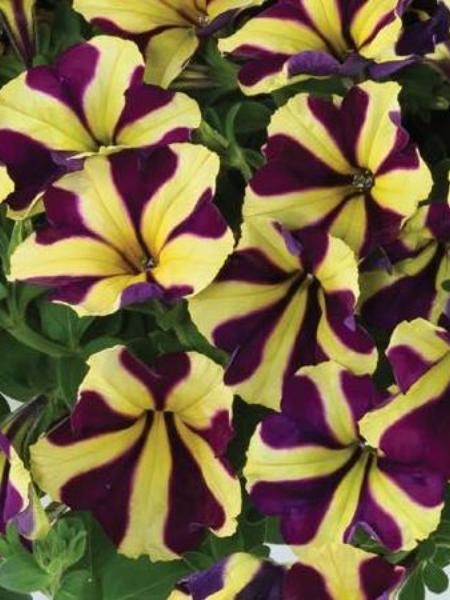 Petunia - Amore™ Heart and Soul