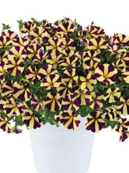 Petunia - Amore™ Heart and Soul