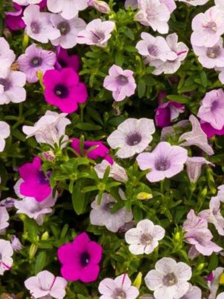 Petunia - Blanket Silver Surprise