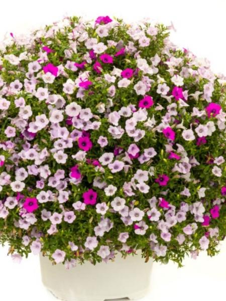 Petunia - Blanket Silver Surprise
