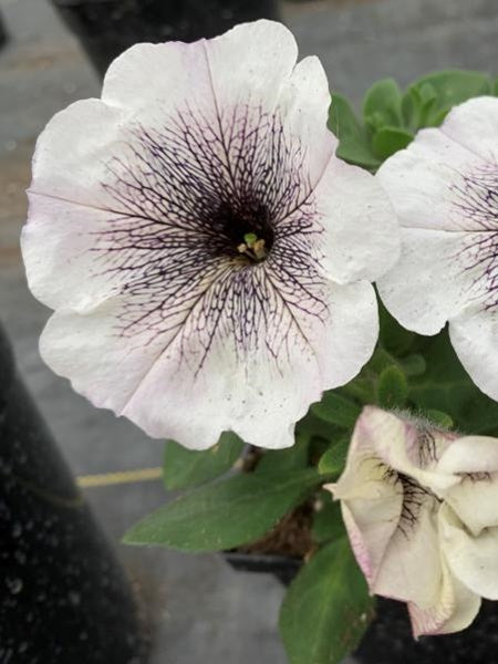Petunia - Vegetative Crazytunia® Black and White