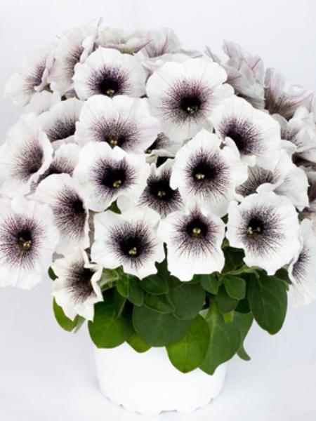 Petunia - Vegetative Crazytunia® Black and White