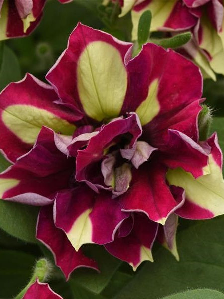 Petunia - Double Vogue™ Lemon Berry