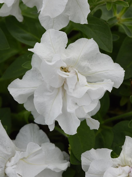Petunia - Double Vogue™ White