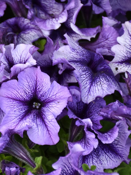 Petunia - Daddy® Blue