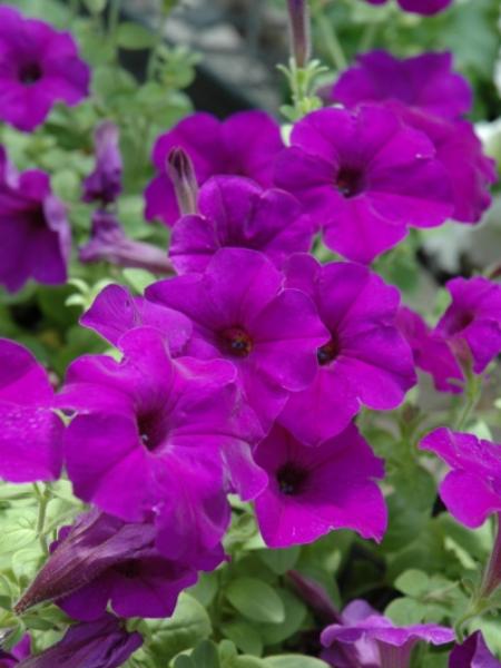 Petunia - E3  Easy Wave® Blue