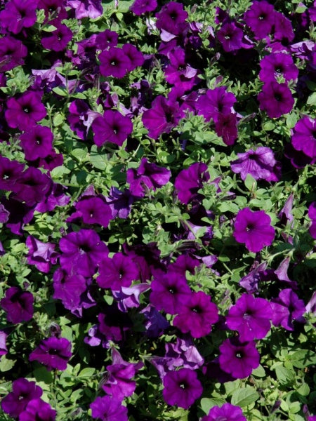 Petunia - E3  Easy Wave® Blue