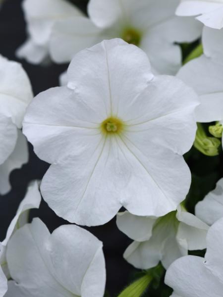 Petunia - E3 Easy Wave® White