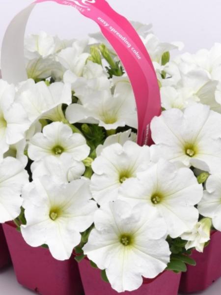 Petunia - E3 Easy Wave® White