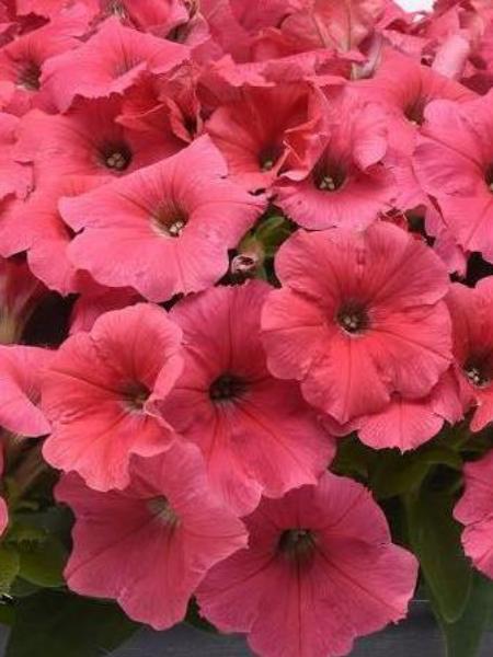Petunia - E3 Easy Wave® Coral