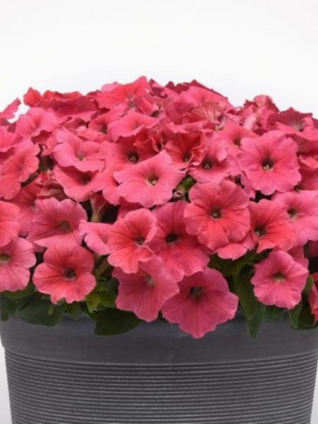 Petunia - E3 Easy Wave® Coral
