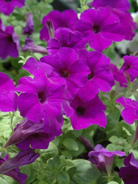 Hanging Basket - Spring Has Sprung