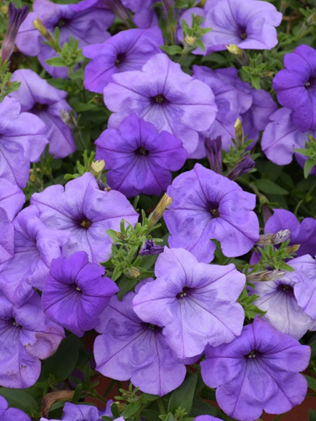 Petunia - Premium® Evening Scentsation