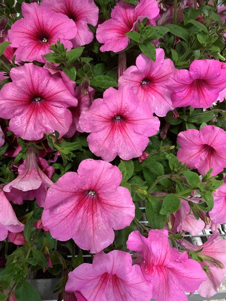 Hanging Basket - Spring Has Sprung