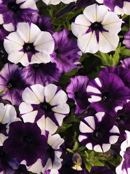 Petunia - Shock Wave® Purple TieDye