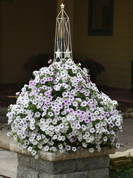 Petunia - Premium Tidal Wave Silver