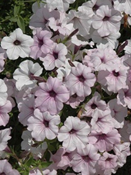 Petunia - Premium Tidal Wave Silver